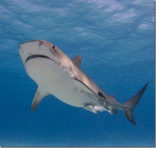 Бекасов Игорь