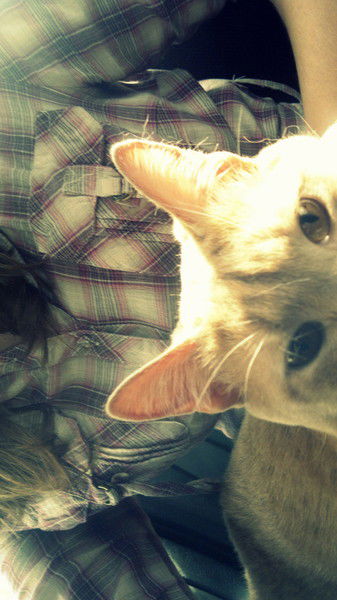 Ксения Лобанова