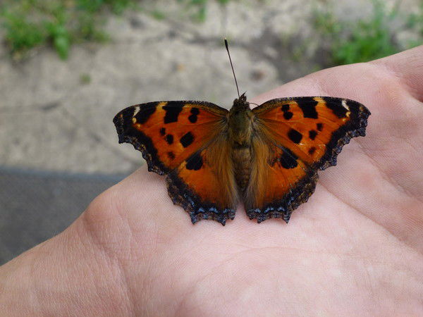 Нюра Воеводкина