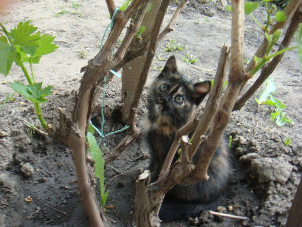Дмитрий Кудрявцев