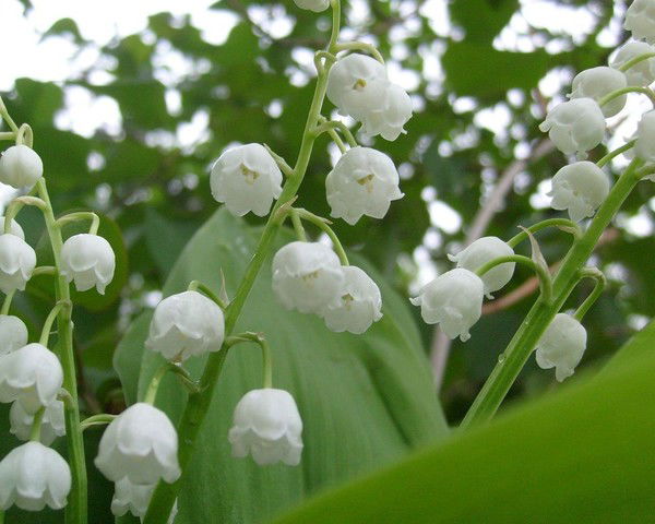 Юлия Минзиловна