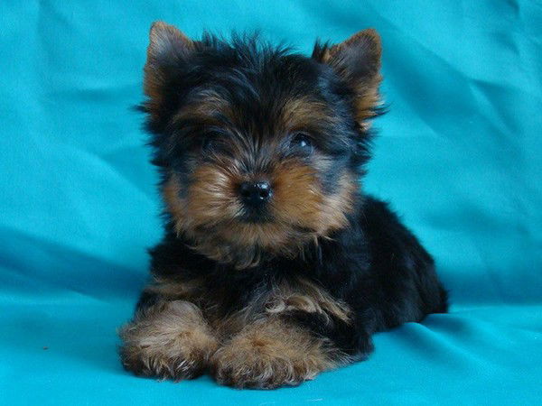 Юлия Тарасенко