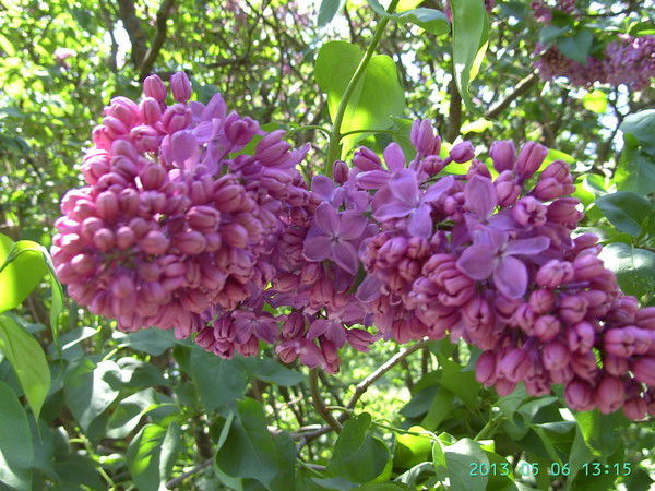 Ольга Роговая