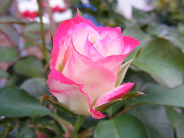 Ирина Карпова