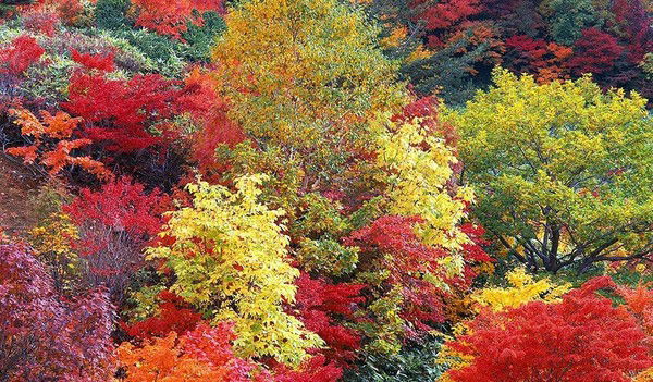 Галина Кошишова