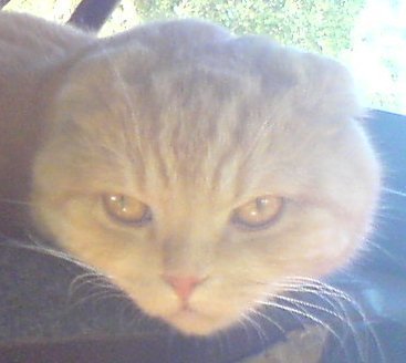 Виталий Кирьянов