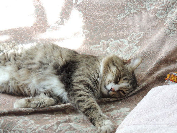 Александр Сашки