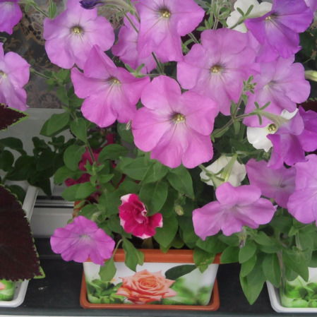 Наталья Попова