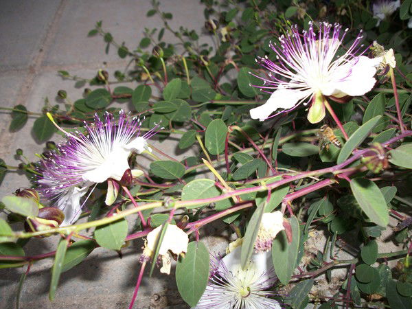 Ирина Ганеева