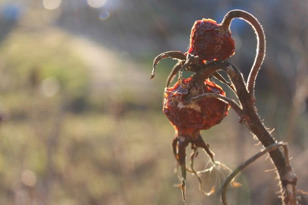 Дарья Борзенкова