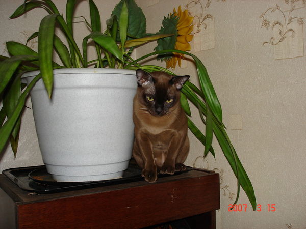 Татьяна Ковалева