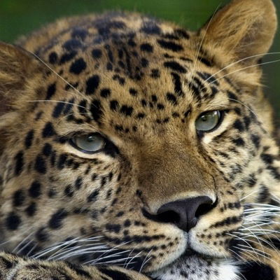 Юлия Миронова