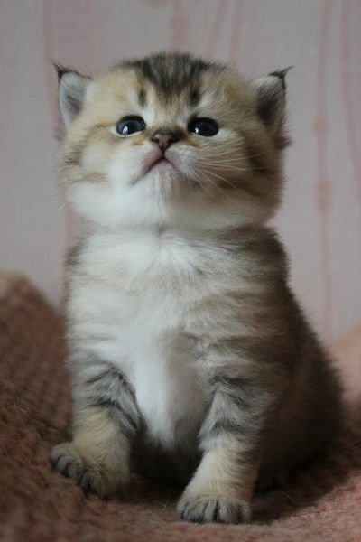 Вероника Данченко