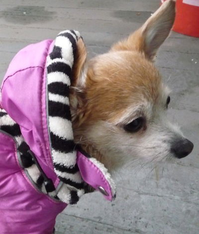 Диана Немец-Игнашева