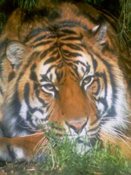 Сизиков Александр