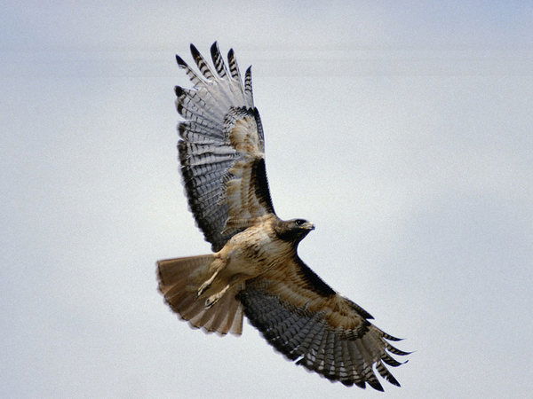 Андрей Погорелов