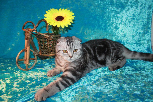 Елена Цуркан