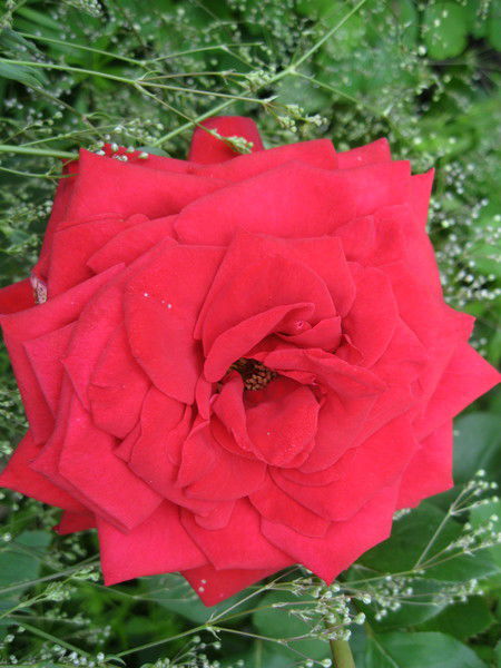 Елена Шевцова