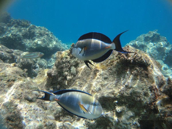 Ирина Иванова