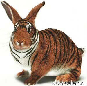 Игорь Митрофанов