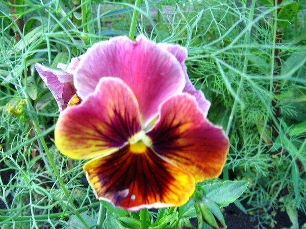 Виктория Трофимова