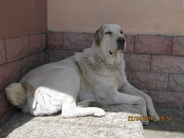 Дилбар Абдуллина