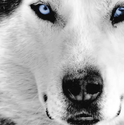 Серега Романенко