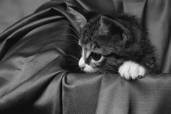 Анжеличичка Никитена