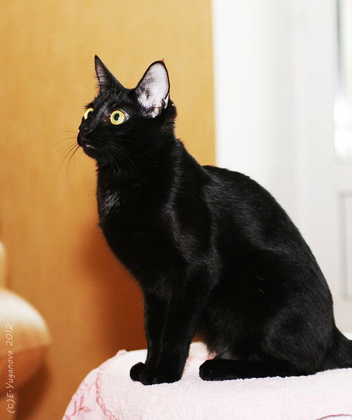 Татьяна Шульгина