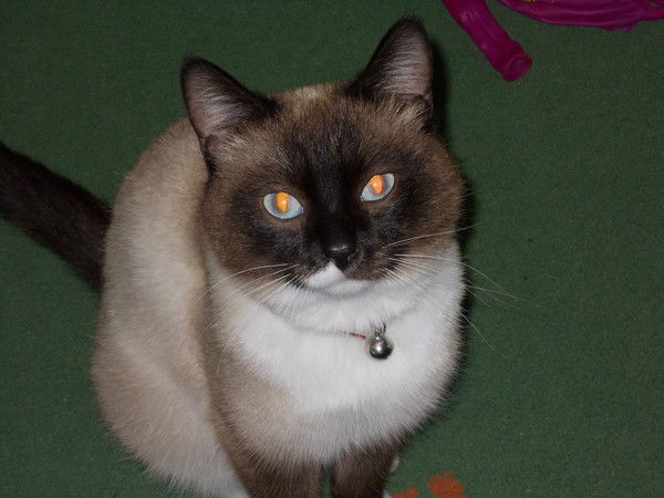 Ник _-Вампиир-_