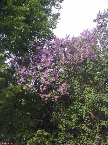 Галина Васильева