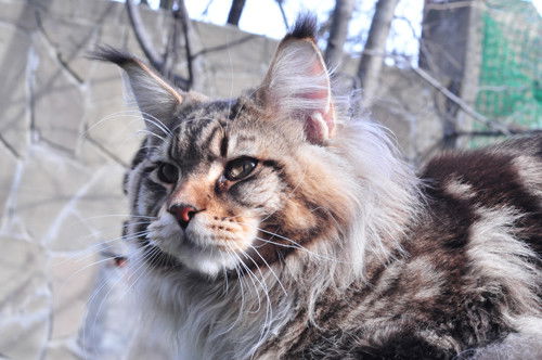 Марина Реутова