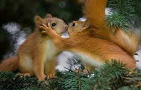 Алёна Белкина