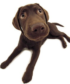 Ярослава Андреева