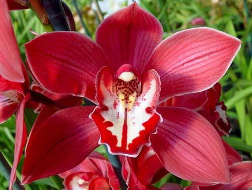 Катя Сотникова