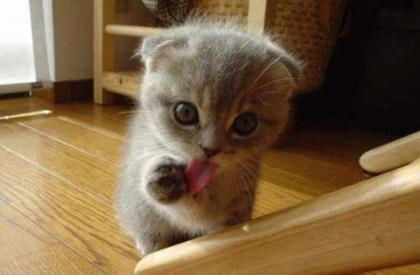 Любимый Котейка