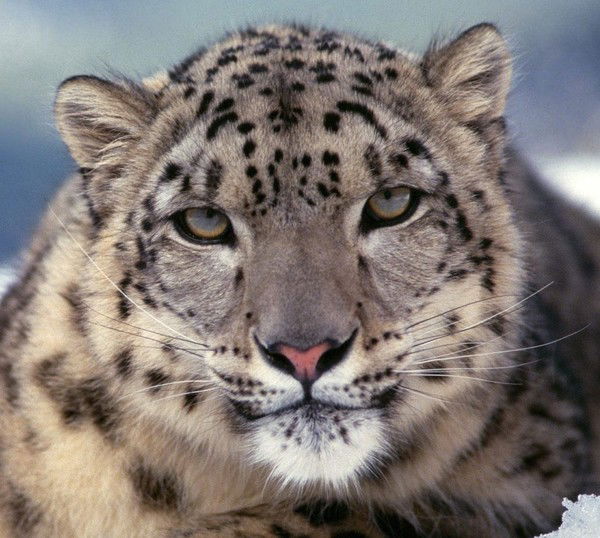 Азат Муртазин