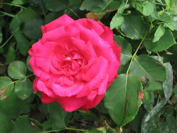 Ольга Калачевская