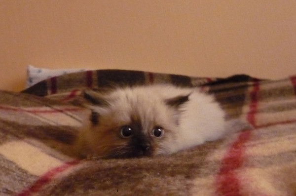 Гусева Анна