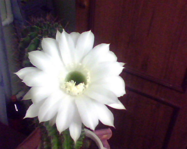 Сергей Шинкоренко