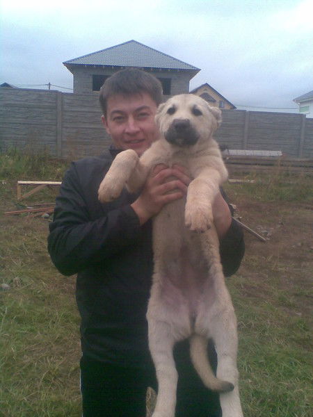 Алексей Сафиулин