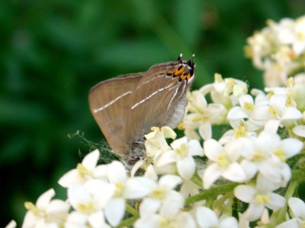 Андрей Горобинский