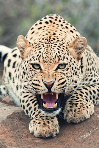 Еркин Аккасинов