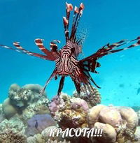 Поля Яковлева