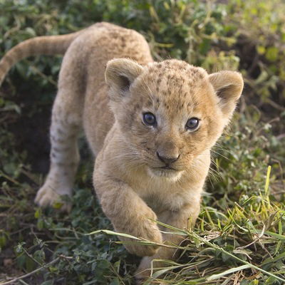 Кристина Северина