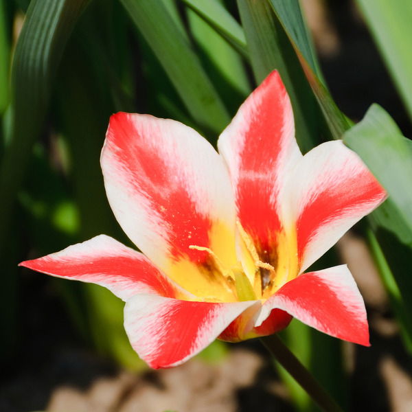 Ирина Шамкина