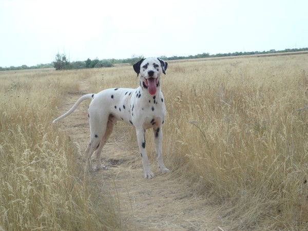 Александр Гребенщиков