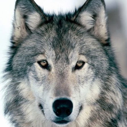 Егор Паньков