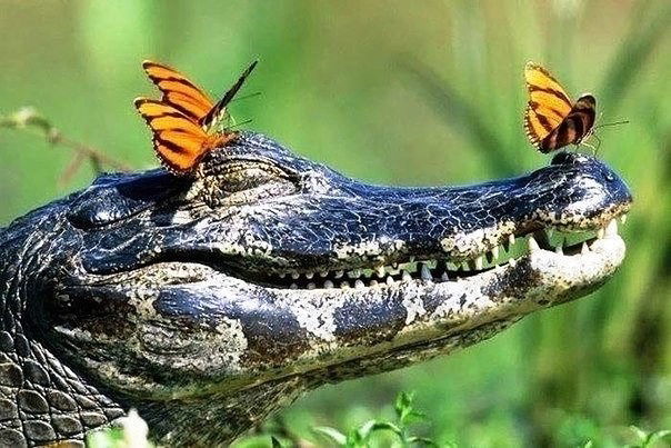 СВЕТЛАНА ПЕРЕПЕЧИНА