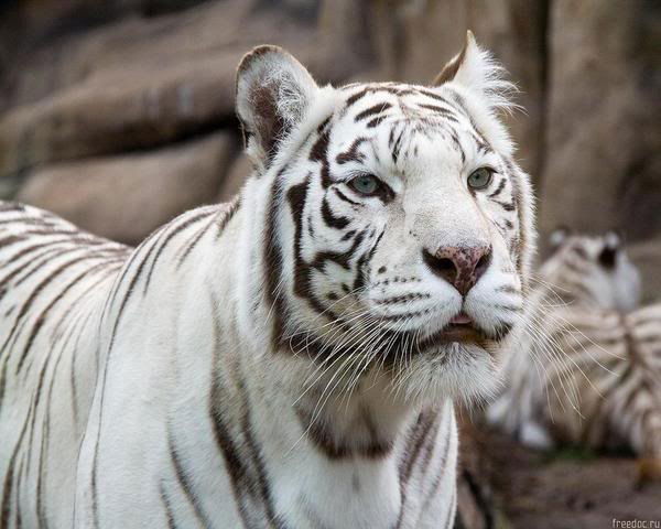 Дима Садловский